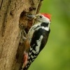 Strakapoud prostredni - Dendrocopos medius - Middle Spotted Woodpecker 3509